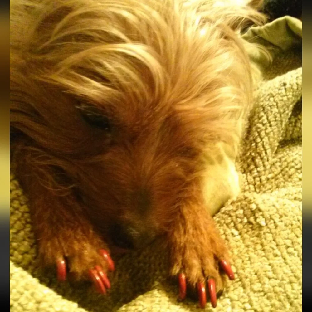 Dogs/Cats Quick Dry One Coat Red Pawriffic Nail Glam